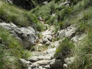 IMG_6695 (Medium)